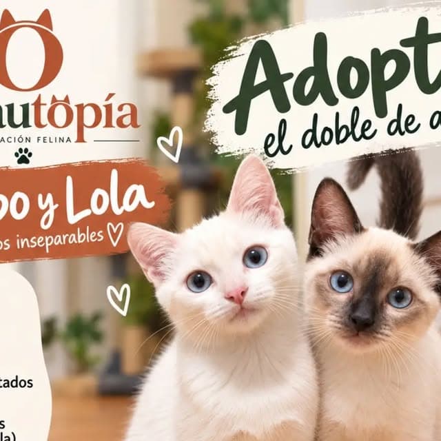 Gatito blanco de ojos azules, hermano de Lola, en adopción