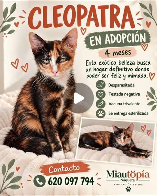 Gatita carey de 4 meses, desparasitada, testada y vacunada, en adopción