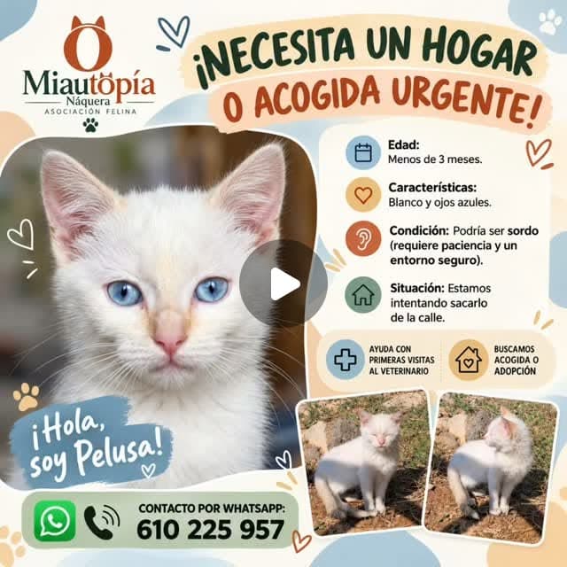 Gatito blanco de ojos azules, posiblemente sordo, necesita acogida urgente