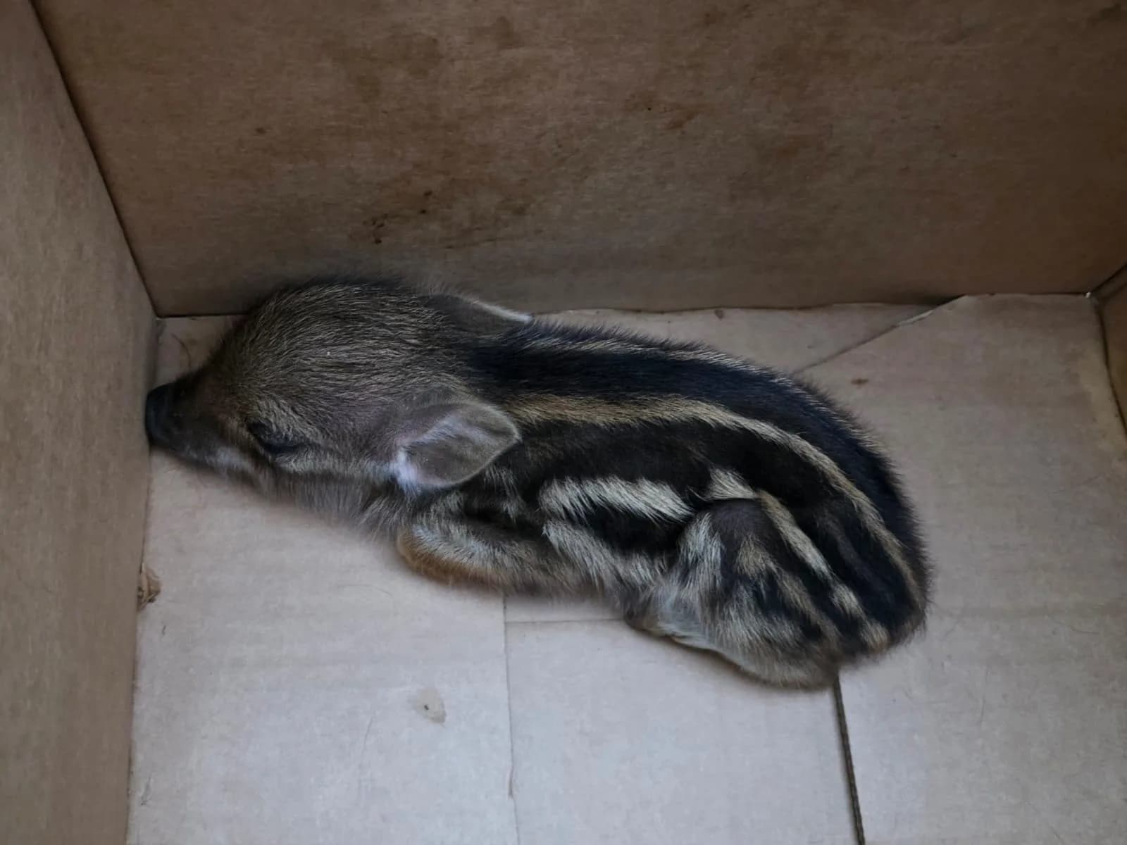 Jabato recién nacido a resguardo en una caja de cartón